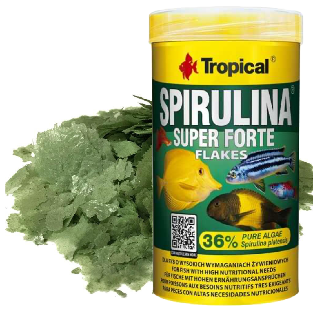 Tropical Super Spirulina Forte Pul Yem Kovadan Bölme 100 gram