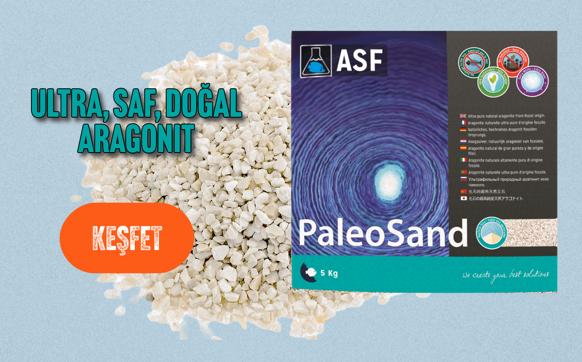 https://www.mansyreef.com/kategori/kumlar